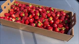 Strawberry Picking Season Engеlberry Farm Merrill, Wisconsin