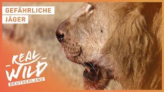 Ganze Doku - Die gefährlichsten Tiere der Welt | Real Wild Deutschland