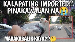 IMPORTED NA KALAPATI PINAKAWALAN KONA!! (MAKAKABALIK PA KAYA??)