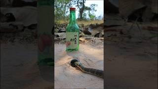 Easy snake trap using bottle #creativesnaketrap
