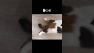 롱다리 미묘 전삼방