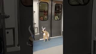 Cute Dog  Dance ️#metro train #Masti#Short#Viral#Like