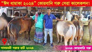 ঈদ ধামাকা 2024 - গাবতলী আলম ভাইয়ের সেরা 2024 কোরবানি গরু কালেকশন || গাবতলী গরুর হাট ২০২৪ || কৃষি ঘর