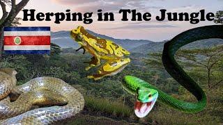 *COSTA RICA* Herping (snakes, frogs lizards and more)