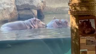 Hippo Conversation