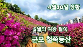 5월의 여왕 철쭉/군포 철쭉동산/어니의 힐링여행