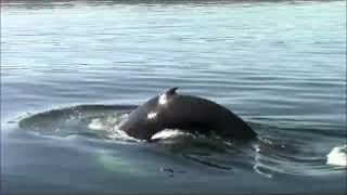 狼河看鲸鱼，惊险刺激，大鱼一翻身，差点把船撞翻//Whale Watching in Wolf River, Quebec, Canada， thrilling, exciting