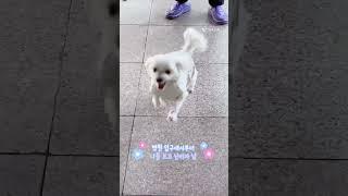 병원 입구에서 이산가족상봉 #말티즈 #인삼먹는달콩이 #강아지브이로그 #졸귀 #cutedog #puppydog #shorts