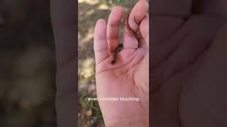 Wild Garter Snakelet