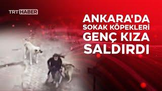 Ankara'da sokak köpekleri genç kıza saldırdı