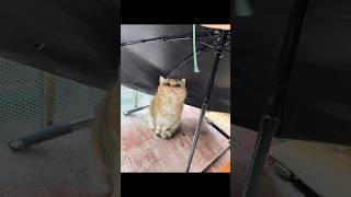 和平共处的两只 #cat #cute #funny #shorts #friends