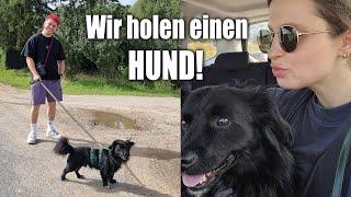 Wir bekommen einen HUND!!! 