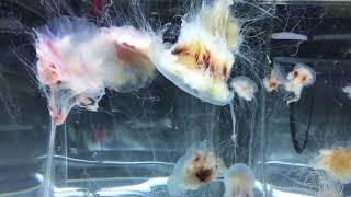 Lions Mane Jellyfish