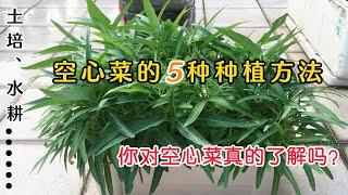 5种空心菜的种植方法，简单、方便、高产，你没试过哪种？|5 kinds of planting methods of  water spinach