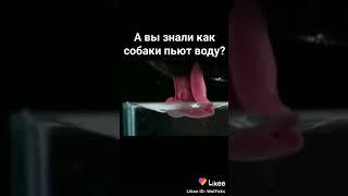 А вы знали как собаки пьют воду?!