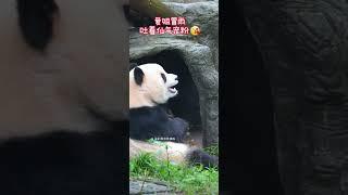 渝爱做实了仙女下凡#国宝#panda #cute #大熊猫 #熊猫生活 #animals#shorts