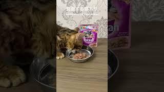 Amazonで購入覚醒する猫エサ (Awakening cat food purchased on Amazon) #猫 #子猫 #shorts