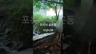 #서낭나무 #서낭당