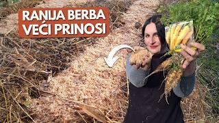 Sowing Carrots on SAWDUST and KITCHEN WASTE