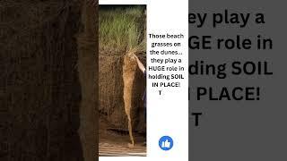 Dune Grasses  SO Important!    #dunegrasses #planthedunes #beachgrasses  #redbirdgardeninganddesign