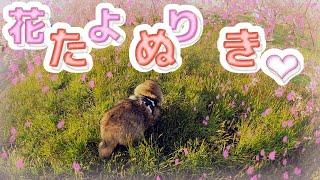 【狸と二人暮らし】タヌキとお花見に行く。(Tanuki is preferable to flowers.)