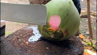 Cutting Rare PINK COCONUT - Indonesia