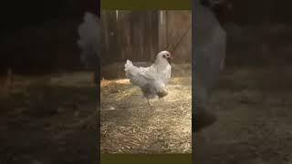 Brezilyalı top cambazı , beyaz pele sahaların patlayan yıldızı  CHİCKY #shorts #animals #short