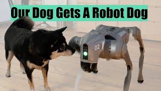 Our Dog Gets A Robot Dog