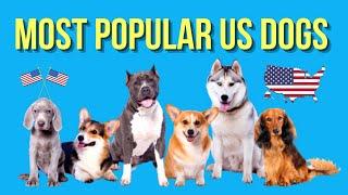 Discover the Top 100 Most Popular Dog Breeds America !