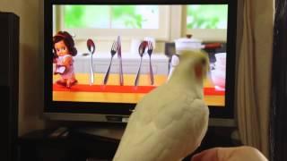 オカメインコ キューピーでノリノリ