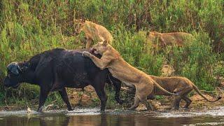 Buffalo Survives 9 Lions Jumping on Back TWICE