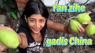 Video of Chinese village girl Fan Zihe picking pears two years ago.