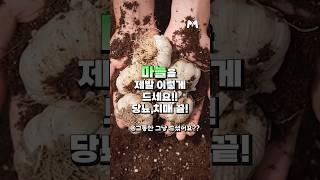 당뇨, 치매 원천 차단하는 마늘료능 이렇게 드세요!! #마늘 #음식 #시니어 #건강관리 #메타웰 #메타웰건강정보 #건강뉴스 #건강상식 #건강정보 #마늘효능 #마늘요리