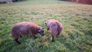 Blue texel rams welcomed to the flock!