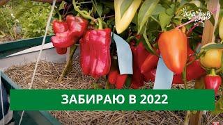 Крупноплодный, толстостенный и скороспелый перец! Перчинка сезона 2022