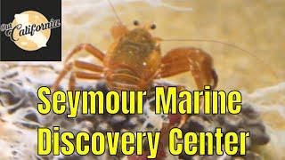 Seymour Marine Discovery Center in Santa Cruz, California