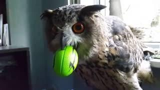 Yoll the eagle-owl got her beak stuck in a ball.