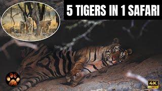 5 Tigers in 1 Safari Zone 2 Ranthambore | Arrowhead and Cubs & T120 Yuvraj Tiger Sighting 4K