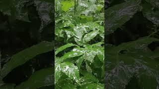 Парк Царицыно. Дождь. #shorts #short #shortvideo