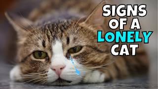 WARNING: 10 Hidden Signs Your Cat is Lonely 