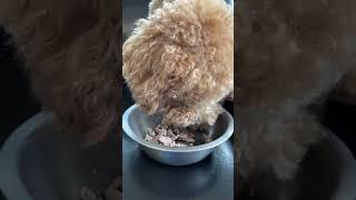 #poodlelife #funnydogs #funnyvideo #funnyshorts #funny #dogs #poodles #doglover #cute #doglife 