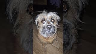 #dog ##puppy #daxandbaileyshow #adogspurpose #godisreal #therapy #recovery #dogshorts #shorts #short
