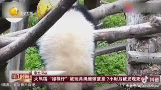 大熊猫基地幼崽被绳子吊死，超心疼强烈谴责不负责任的饲养员