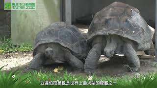 【野生動物福祉月】亞達伯拉象龜 動物的營養