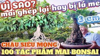 Vì sao Mai Ghép Lại hay bị lá me? Ngắm 100 tác phẩm mai Tết bonsai chậu siêu mỏng vườn mai Thanh Hoà