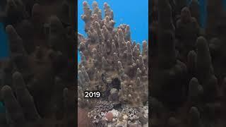 Our coral reefs are dying.Same reef Feb 2019 & Nov 2023. Negril, Jamaica #coral #coralreef