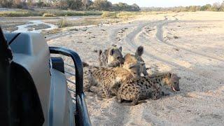 HYENA Hullabaloo. Power of an ELEPHANT. LION Feeding Frenzy.