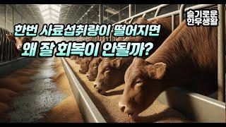 한번 사료섭취량이 감소한 한우가 회복이 늦는 이유는? (feat. 과산증)