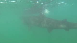Swimming With Basking Shark Scotland