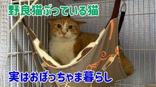 【なじゅDAY】野良猫に憧れるホックさんが一番知られたくなかった実態